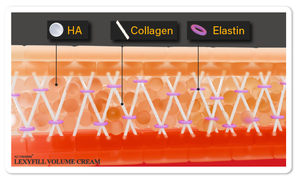 HA, Collagen, Elastin structure image.