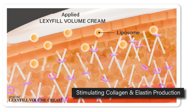 Applied LEXYFILL VOLUME CREAM. Liposome deliver active Ingredients into the dermis, stimulating collagen and elastin production.