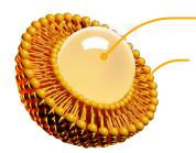 Liposome Cell structure image